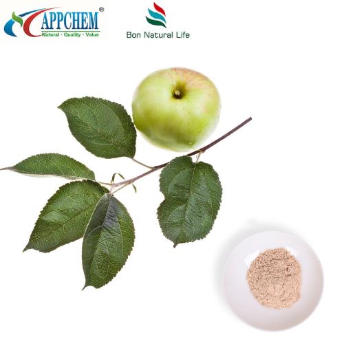 Extract de mere Phloretin Bulk Supply